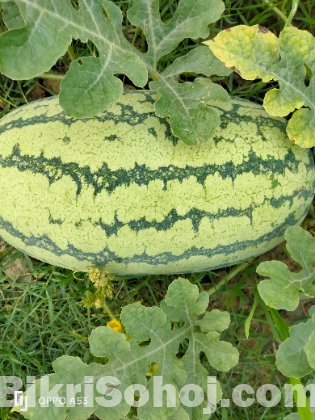 তরমুজ  [Watermelon ]